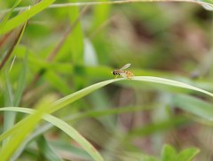 Toxomerus floralis