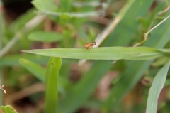 Toxomerus floralis