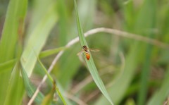 Toxomerus floralis