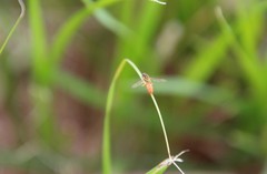 Toxomerus floralis