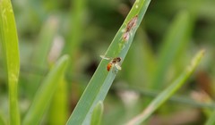 Toxomerus floralis