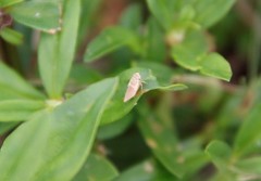 Membracoidea