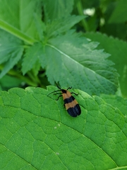 Calopteron reticulatum