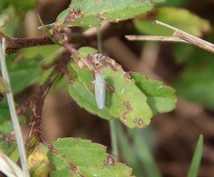 Xyphon reticulatum