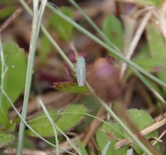 Xyphon reticulatum