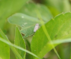 Membracoidea