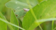 Membracoidea
