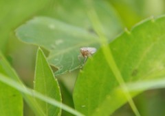 Membracoidea