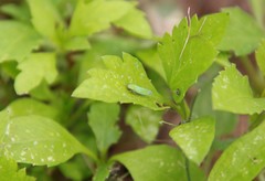 Hortensia similis