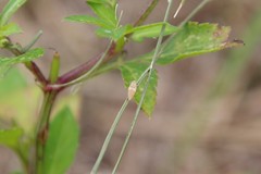 Membracoidea