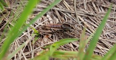 Triorla interrupta