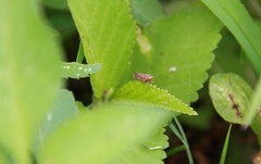 Acinopterus