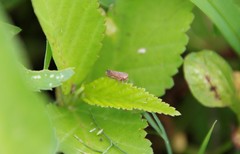 Acinopterus