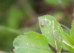 Acinopterus