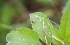Acinopterus