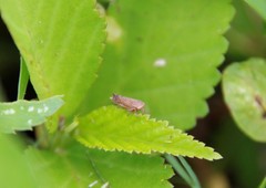 Acinopterus