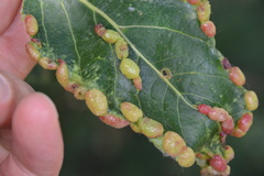 Thecabius populimonilis
