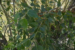 Thecabius populimonilis