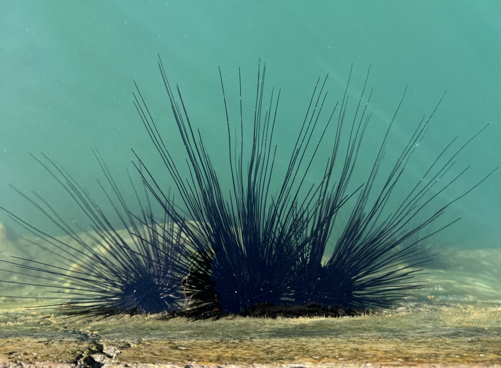Photo of Long-spined black urchin (Diadema setosum)