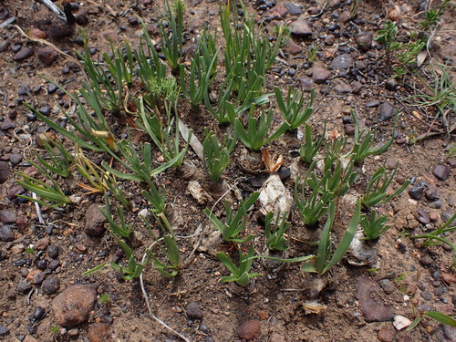 Image of Bellow Squill (Drimia physodes) by (c) Eugene Hahndiek, some rights reserved (CC BY-SA)