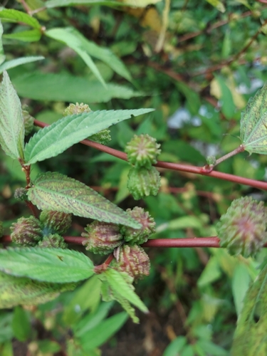 Jute (Corchorus capsularis)