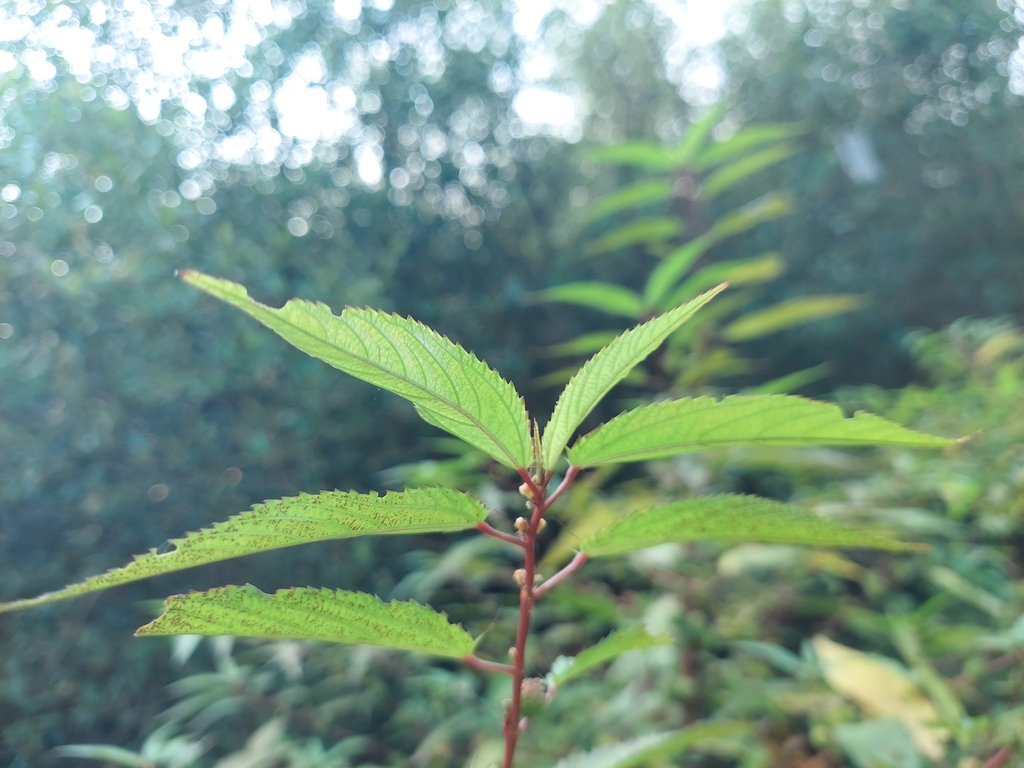 Corchorus capsularis; photograph (c) Ramesh Shenai, some rights reserved (CC BY)