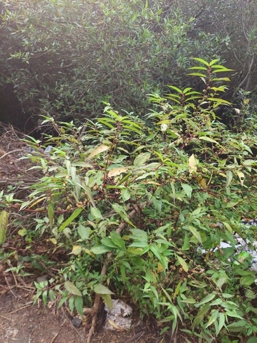 Corchorus capsularis, photograph 3