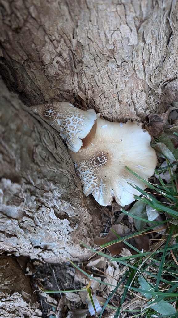 Cyclocybe cylindracea · October 2024 · photo: © atsushi_nakajima_cirque (iNaturalist, cc-by)