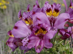 Alstroemeria philippii