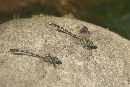 Great Pincertail