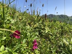 Rhododendron camtschaticum