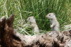 Urocitellus beldingi