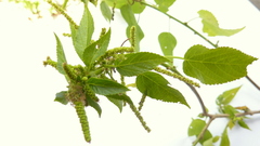 Acalypha multicaulis