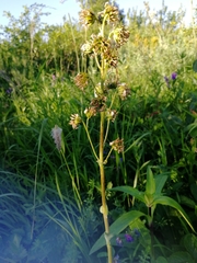 Ligularia glauca