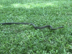 Phrynonax poecilonotus