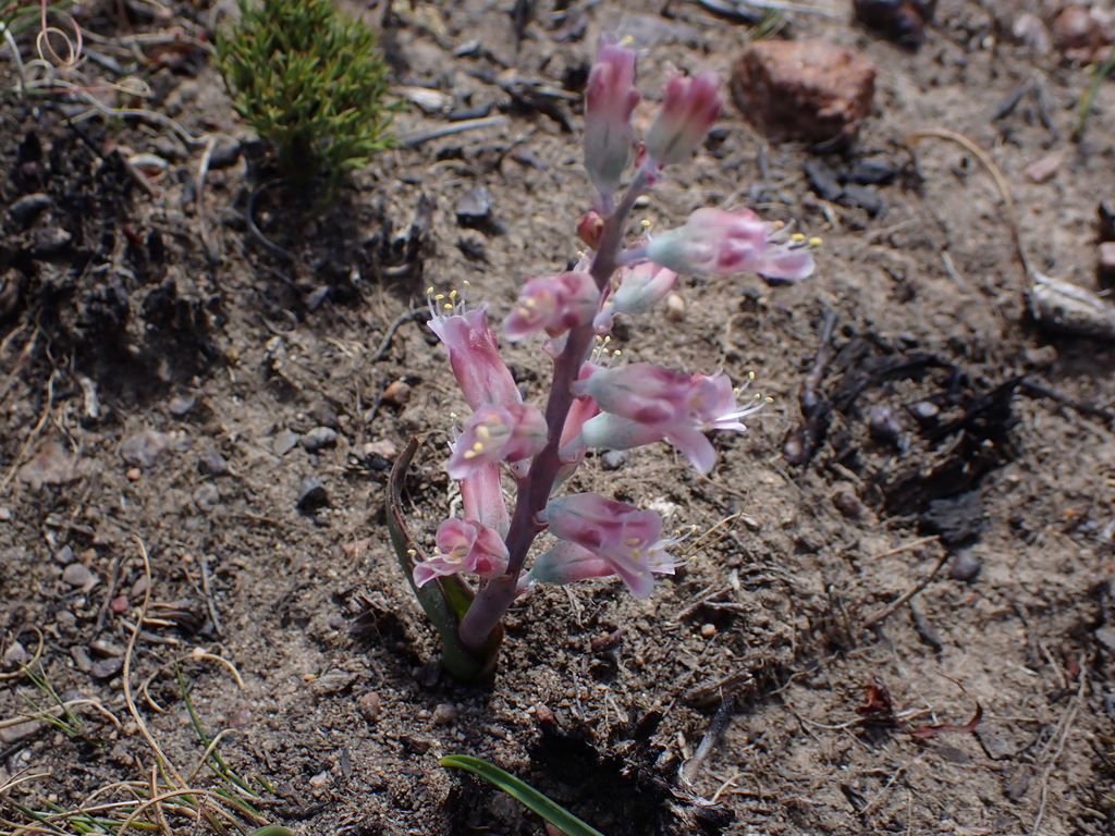 Lachenalia salteri, Hangnes, MDV_ACU014, Overberg, Western Cape, South Africa