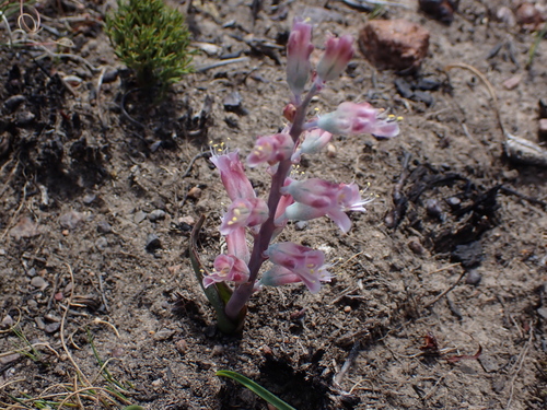 Lachenalia salteri