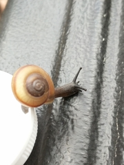 Sonorella granulatissima
