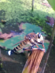 Promachus yesonicus
