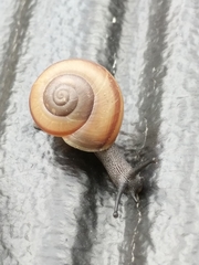 Sonorella granulatissima
