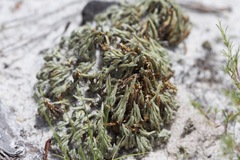 Selaginella acanthonota
