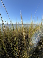 Spartina alterniflora image