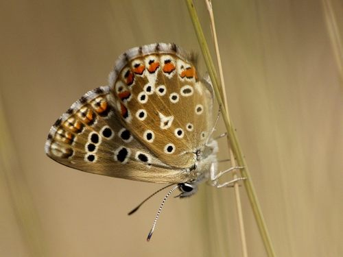 Adonis Blue, photo 8 of 9