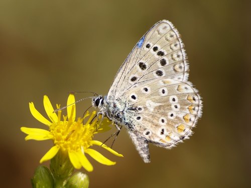 Adonis Blue, photo 9 of 9
