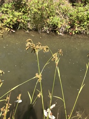 Scirpus pendulus