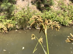 Scirpus pendulus