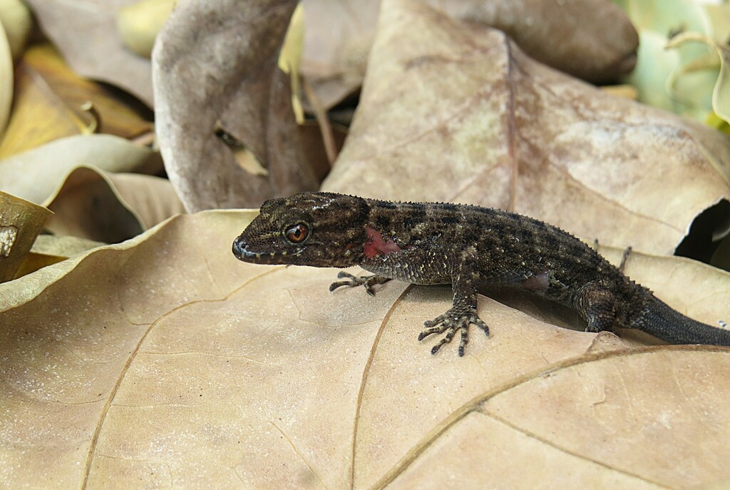 Atlantic Forest Naked-toed Gecko