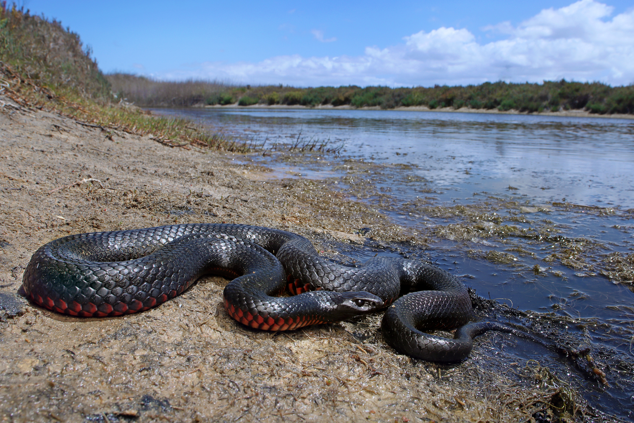 Red-bellied Black Snake (Pseudechis porphyriacus) · iNaturalist