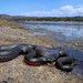 Serpiente Negra de Vientre Rojo - Photo no hay derechos reservados, subido por Connor Margetts