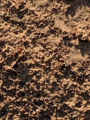 Pseudomethoca oceola